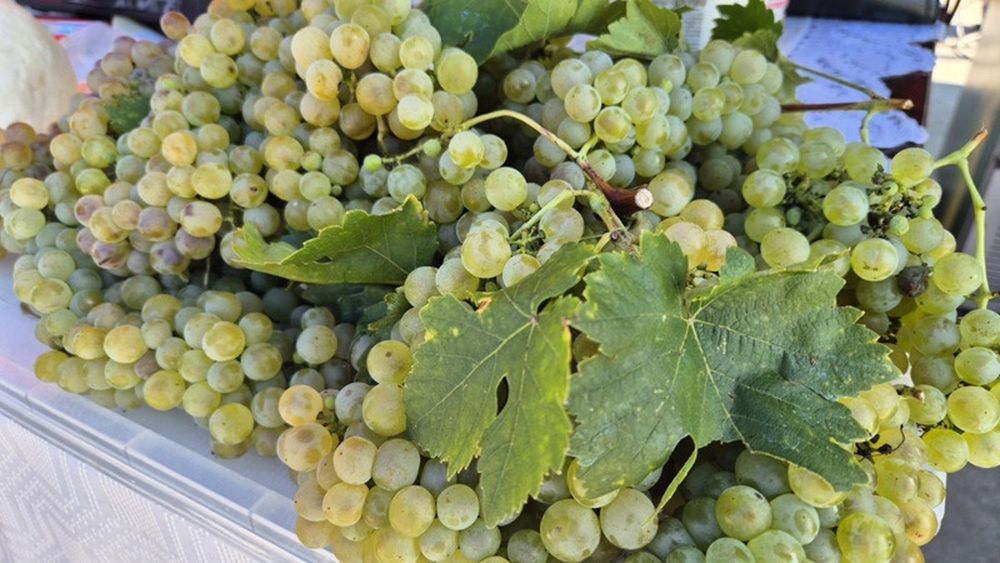 Piața Mare din Blaj găzduiește expoziție cu vânzare de produse locale / „Bogățiile Toamnei” unește comunitatea, premiază producătorii și susține tradiția, aducând produsele agroalimentare locale în prim plan