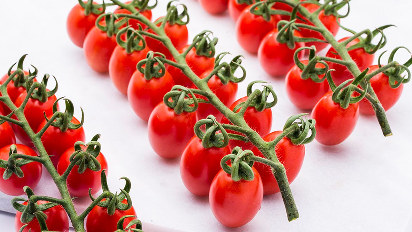 Războiul semințelor. O sentință istorică în Italia readuce în discuție conceptul de „piraterie vegetală”. Au fost condamnați la despăgubiri de 100.000 euro doi agricultori care împreună au reprodus și cultivat soiuri de roșii protejate prin drept de proprietate industrială