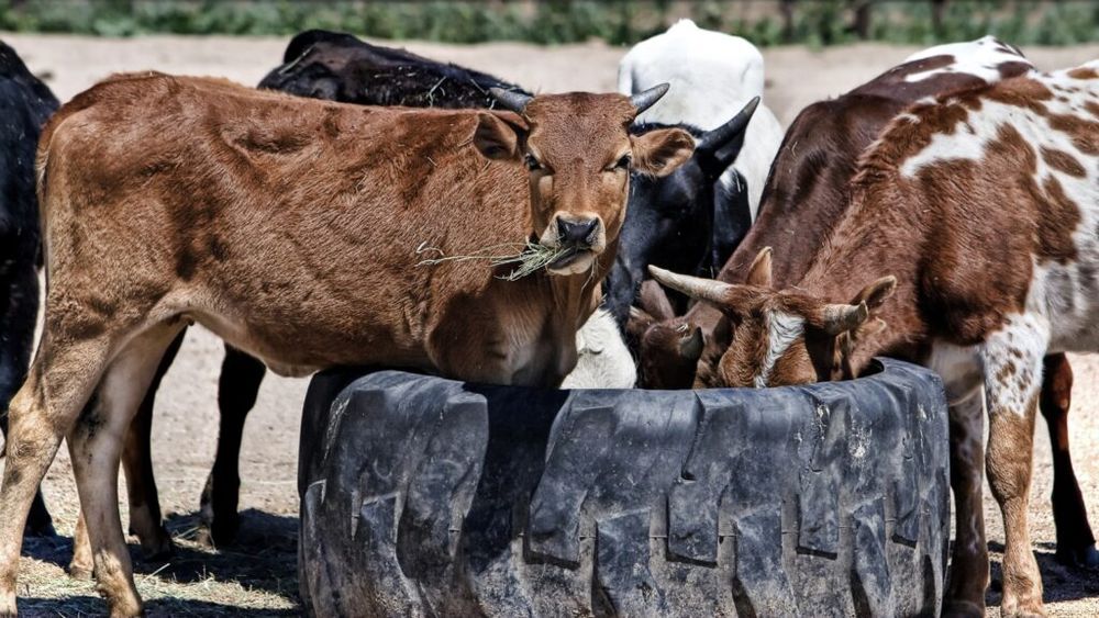 China suspendă importurile de carne de vită din Africa de Sud, din cauza unui nou focar de febră aftoasă / Animalele nou achiziționate trebuie să stea în carantină 28 de zile