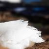 UE deschide o anchetă antidumping privind importurile de rață Pekin din China / Producătorii europeni reclamă prețuri neloiale