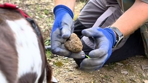 VIDEO | Câinii căutători de trufe găsesc și marchează trufa/ Proprietar plantație: Nu trebuie să o dezgroape, vine „vânătorul” și sapă după ea