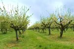 Un fermier din Arad introduce adopția pomilor fructiferi: abonament anual pentru propriul măr sau cireș