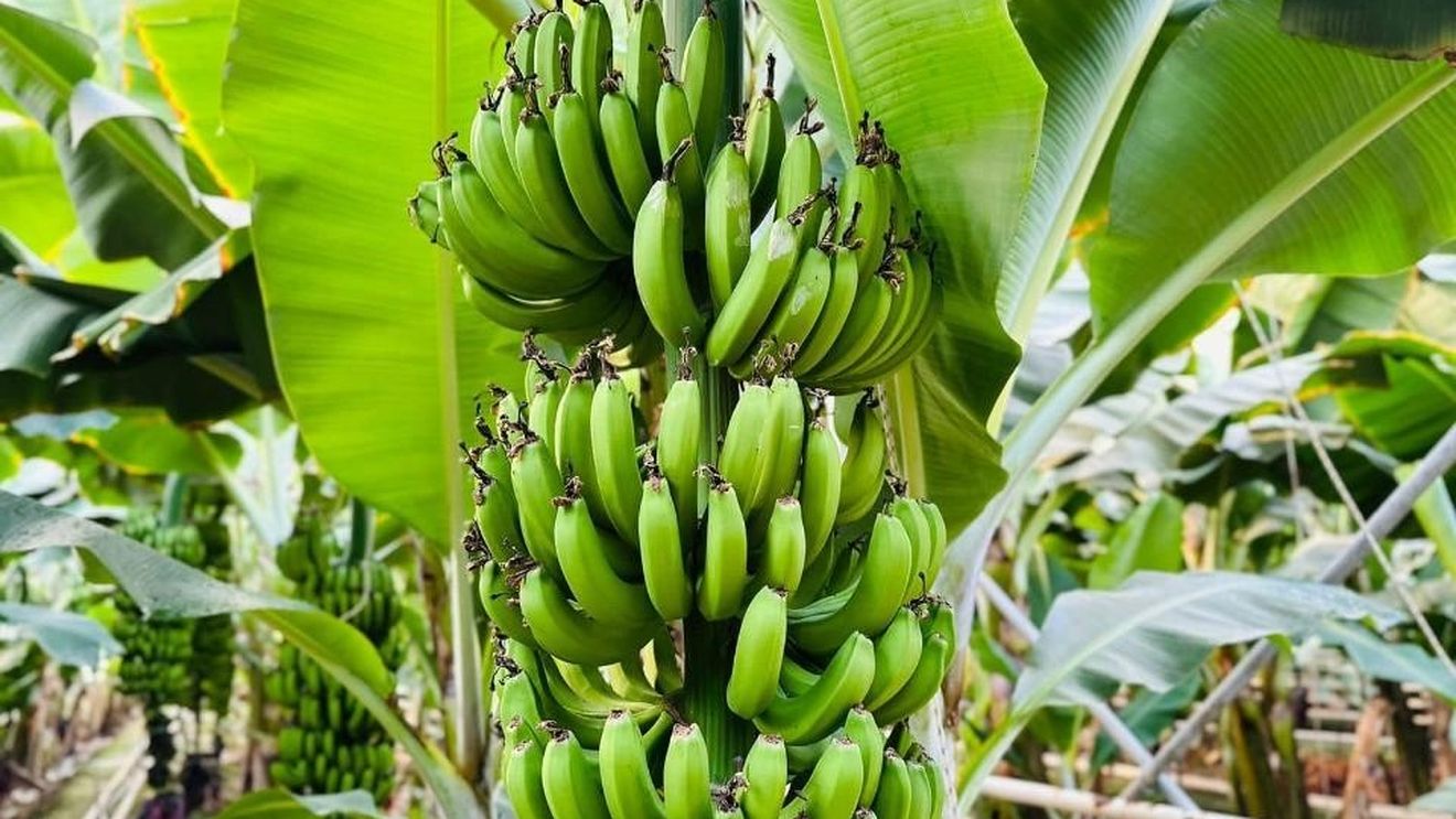 În Rusia se poate cultiva la ora actuală „orice”, susțin oficialii. Motiv pentru care se pregăteşte să cultive banane şi alte fructe tropicale, după modelul unor sere din Kazahstan