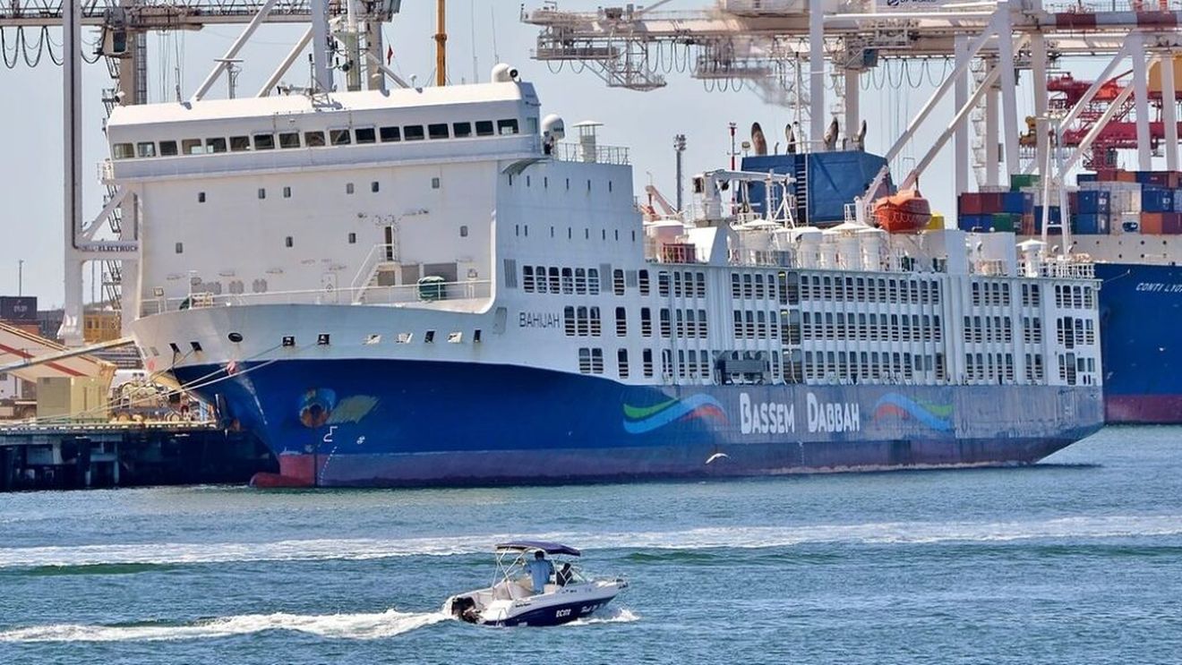 Peste 14.000 de oi și vite au ajuns cu trei luni întârziere din Australia în Israel, din cauza atacurilor Houthi / ONG: Unul dintre cele mai rușinoase episoade din istoria exporturilor de animale vii din Australia