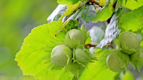 Un antreprenor din Transilvania a obţinut finanţări europene de 4,6 milioane euro pentru a-și digitaliza plantația de aluni / El va instala sisteme de irigații și tehnologii de ultimă generație