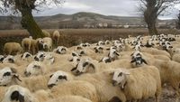 Două focare de variolă ovină și caprine, confirmate în Mureș/ Sunt afectate 398 de ovine și 248 de caprine