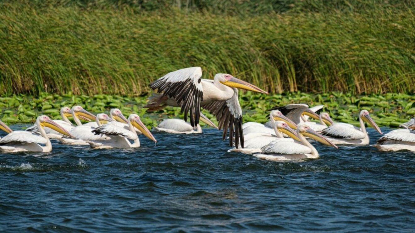 Garda Naţională de Mediu: Continuăm lupta cu braconajul în Deltă, dar suntem îngrijoraţi de gestionarea periculoasă a deşeurilor/ Sunt cazuri de racordări ilegale la apă în segmentul HoReCa şi deversare a apelor uzate fără sisteme de epurare
