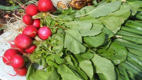 Legumicultorii din Apahida, reuniți în Cooperativa Agricolă Lunca Someșului Mic, vând ceapa verde și ridichiile unui mare retailer; banii europeni i-au ajutat pe unii dintre ei să cumpere utilaje și să-și dezvolte ferma