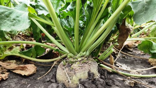 Scrisoare deschisă a cultivatorilor de sfeclă de zahăr din Transilvania către ministrul Agriculturii.  Ei îi cer să medieze în relația tensionată cu fabrica de zahăr de la Luduș