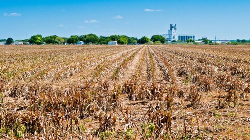 EXCLUSIV Ministerului Agriculturii, despre seceta din România: Aproape 59.000 de hectare sunt afectate de seceta pedologică / S-a aprobat reabilitarea infrastructurii principale de irigații / Care sunt județele afectate și ce măsuri de sprijin pentru fermieri există