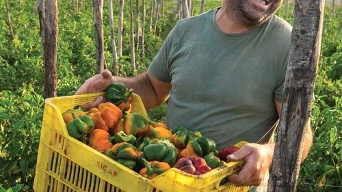 Cum au ajutat autoritățile locale de la Napoli să fie recuperați gogoșarii, un produs vechi dar care era pe punctul să dispară. Salata tradițională locală de Crăciun cu conopidă și gogoșari la oțet