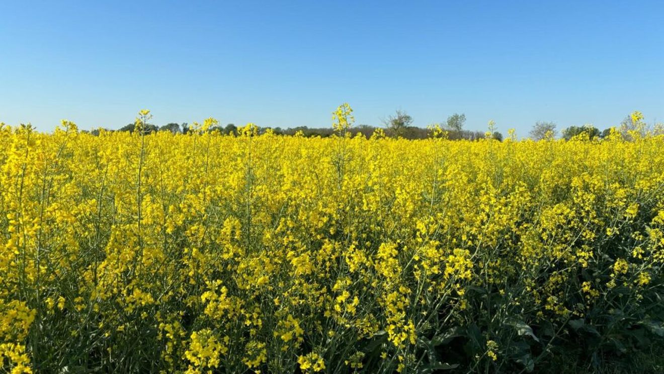 Recoltă record de rapiță previzionată pentru România în 2025 / Creștere cu peste 55% față de media ultimilor cinci ani / Producția anuală a crescut vertiginos după aderarea la Uniunea Europeană