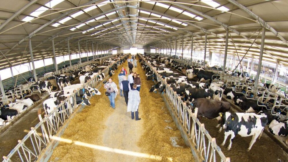 Compania românească DN AGRAR Group, unul dintre producătorii de lapte de vacă renumiți din Europa, a ajuns la afaceri de 213 milioane lei / Profitul, majorat cu 65%