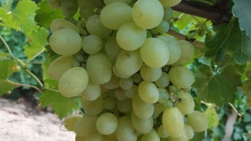 Victoria, soi de struguri pentru masă creat de doi cercetători români, deschide sezonul de recoltare în fermele viticole din Italia