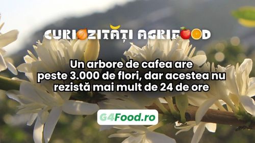 Curiozități agri-food 06 martie: Un arbore de cafea are peste 3.000 de flori, dar acestea nu rezistă mai mult de 24 de ore