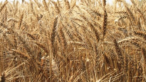 ANALIZĂ | Egiptul devine principalul cumpărător de cereale ucrainene în octombrie 2025/ Care sunt efectele posibile asupra pieței cerealelor din UE și România