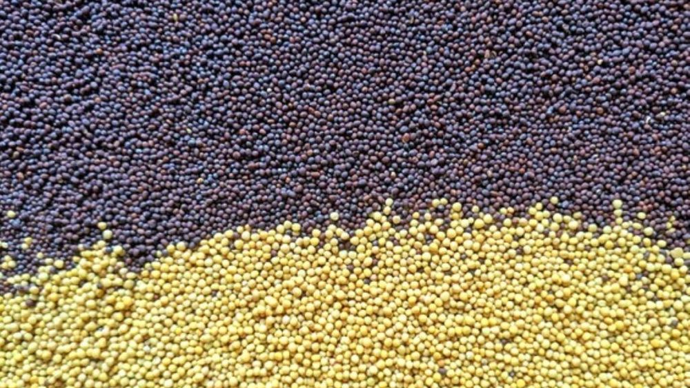 Știai că există și semințe de mustar maron închis, nu doar galbene? Iată care sunt diferențele și cum poți le folosi, dincolo de sosul din borcan