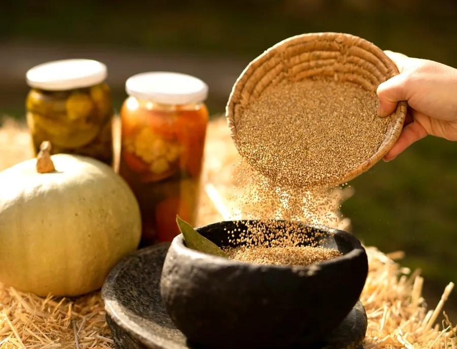 quinoa italiana quinoa Quipu culturi agricole inovative quinoa cultivata in Italia