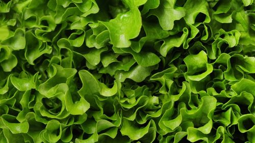 Cele mai bogate alimente în vitamina K, esențiale pentru un stil de viață sănătos/Supranumită vitamina de coagulare, lipsa ei poate provoca probleme de sănătate