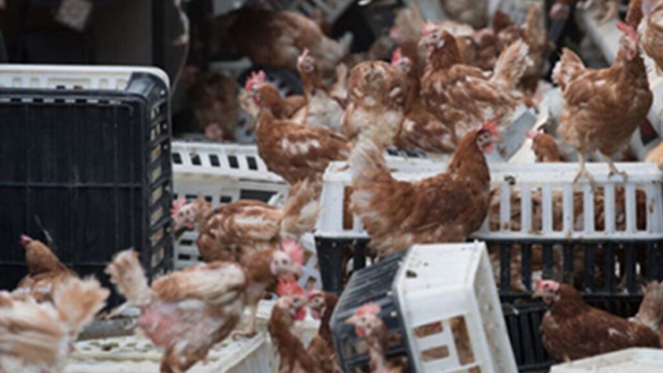 Mii de găini au scăpat pe o autostradă din Germania după un accident de camion / Autorităţile veterinare au fost chemate pentru a captura păsările