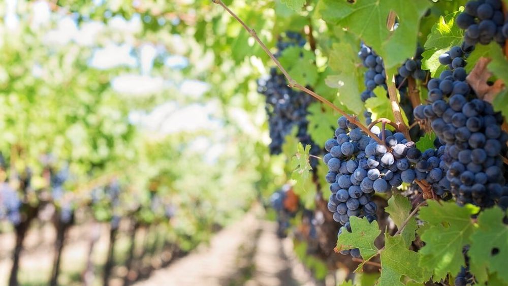 Vinuri macedonene: Podgoriile din regiunile Naoussa, Kavala și Goumenissa și-au deschis porțile și invită vizitatorii într-un tur spectaculos care combină istoria, tradițiile culinare și peisajele uimitoare