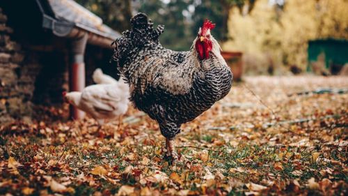 Ţările de Jos demarează un program pilot de vaccinare împotriva gripei aviare la o fermă de găini ouătoare