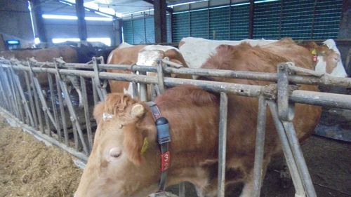 Prețul laptelui la poarta fermei: Observatorul European al Laptelui a revizuit în minus datele aferente lunii aprilie; statisticile sunt raportate de statele membre