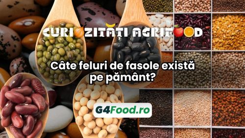 Curiozități agrifood – 18 noiembrie: Câte feluri de fasole există pe pământ?