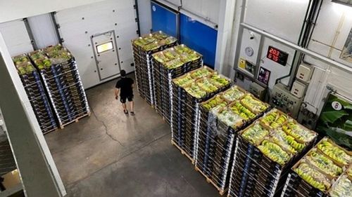 Oferta de banane din Insulele Canare, încă mult mai mare decât cererea/Criza prețurilor durează din luna iulie/Tone de banane nevândute au fost distruse