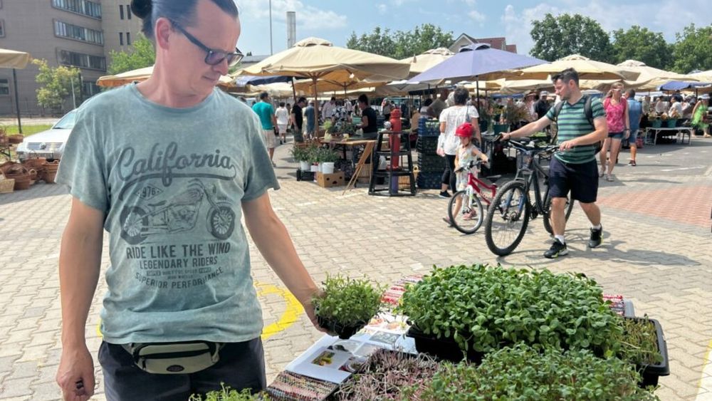 Un brăilean a renunțat la amenajări interioare în Anglia pentru a crește microplante la Sibiu / „Ridichile sunt pline de calciu, fier și magneziu. Cele de floarea soarelui au mult fier, iar coriandrul ajută la eliminarea metalelor grele din organism”