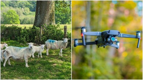 Unii fermieri din Noua Zeelandă adoptă oile cu păr scurt, deoarece lâna este foarte ieftină, iar tunsul un cost / Dronele reduc și mai mult cheltuielile