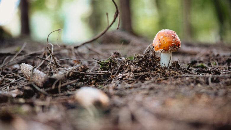 Râme şi ciuperci ar putea fi utilizate pentru a fertiliza solul lunar, conform unui studiu 