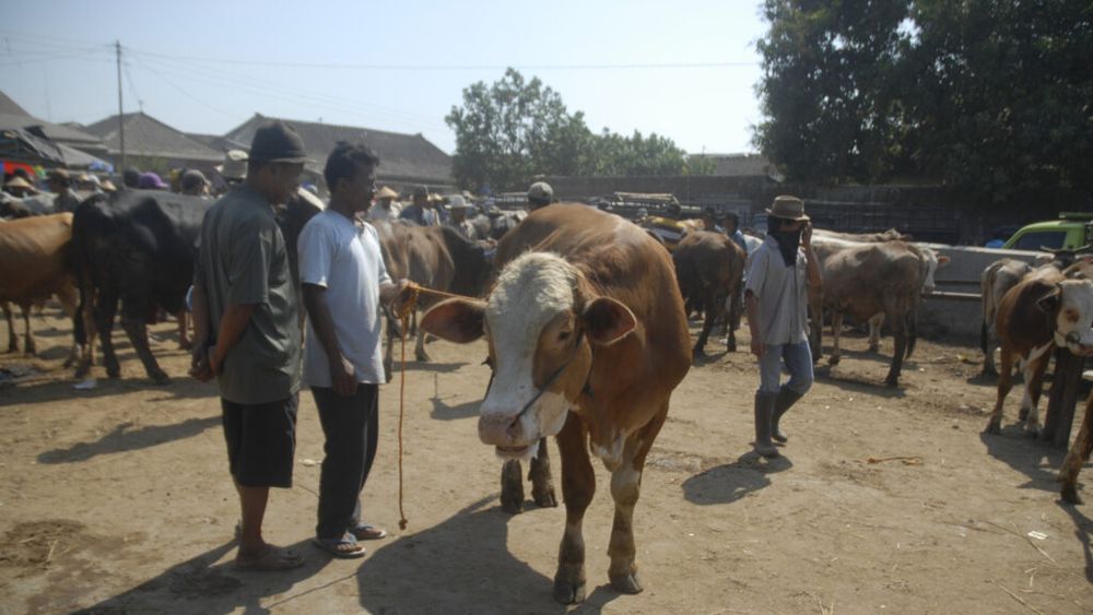 SUA a suspendat temporar importul de bovine din Mexic din cauza unui parazit „devorator de carne”