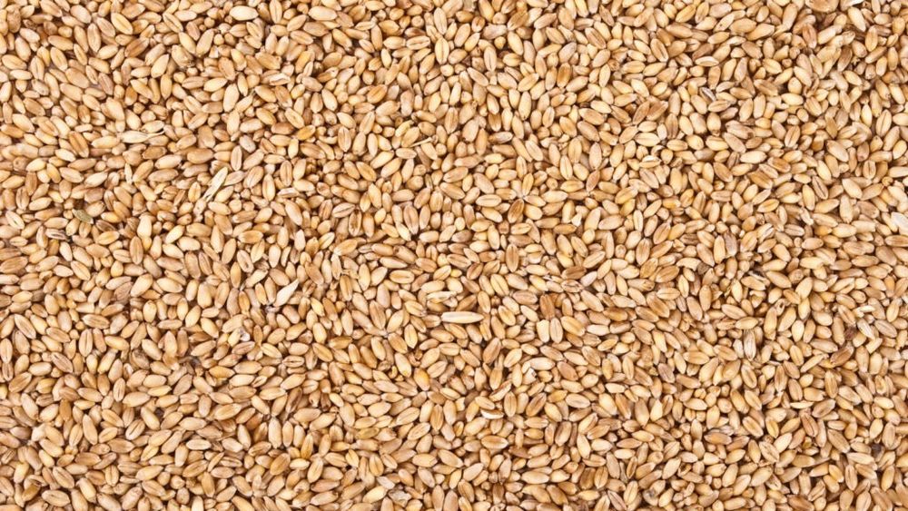 Fermierii argentinieni pun punct unui sezon de vis la grâu / Recolta de grâu din 2025/26 se va situa la un nou maxim istoric cuprins între 27,1 şi 27,7 milioane de tone