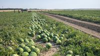 Producătorii din Dolj abandonează pepenii pe câmp din cauza prețurilor derizorii și a costurilor uriașe de recoltare