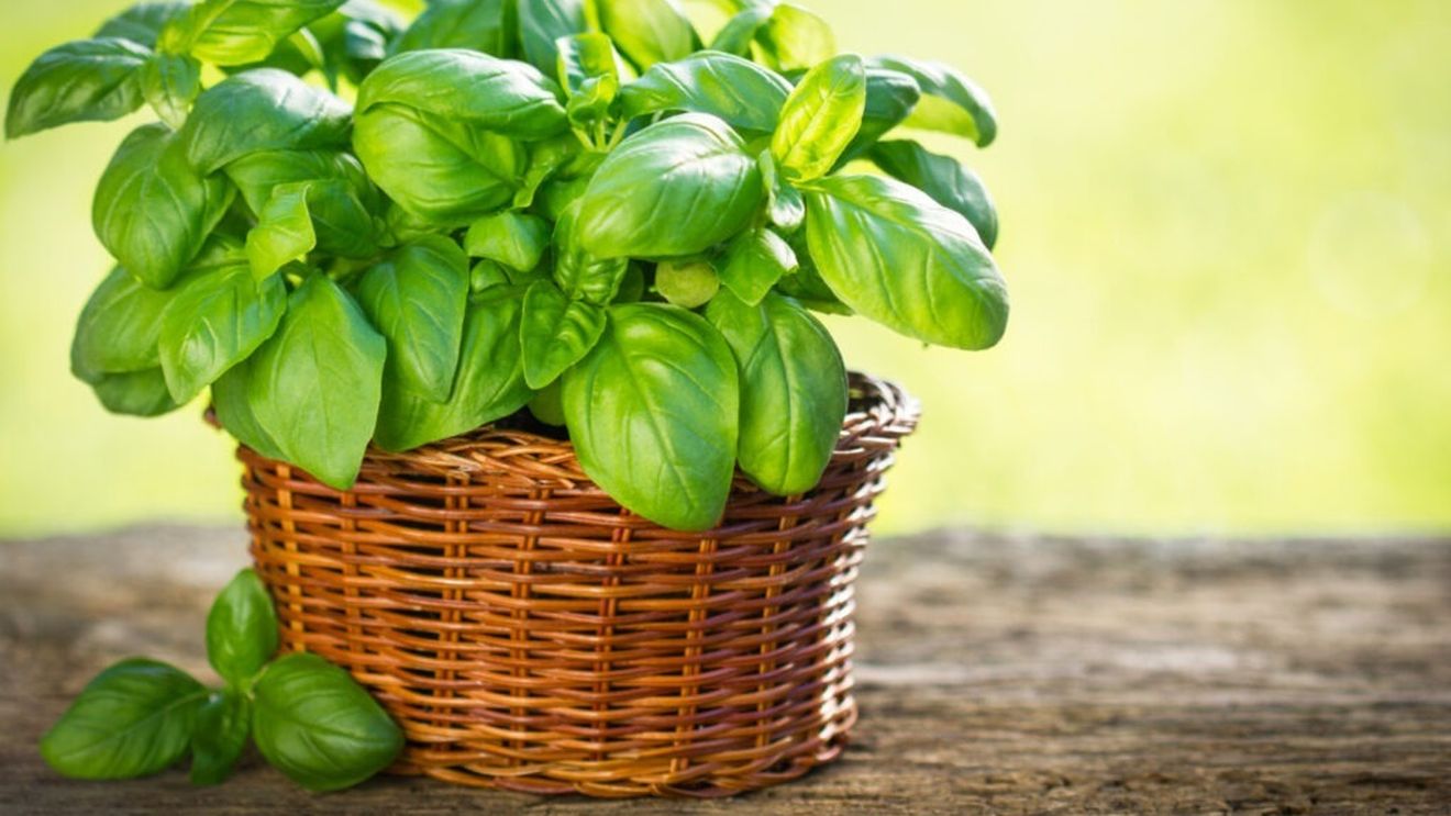 Busuiocul „Miron”, omologat de Banca de Resurse Vegetale Genetice Buzău / Numele e dat în onoarea lui Miron Cristea, primul patriarh al creştinismului ortodox românesc