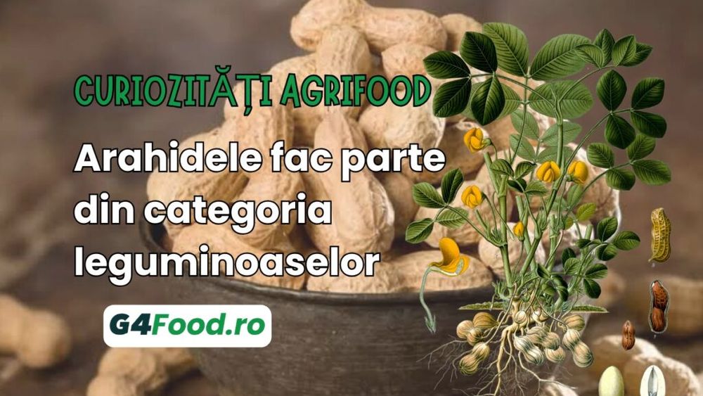 Curiozități agrifood - 10 iulie: Arahidele fac parte din categoria leguminoaselor