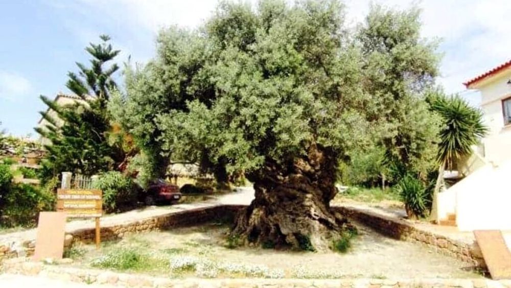 Măslinul milenar Echraf din Tunisia, cel mai bătrân din Africa/În ciuda vârstei înaintate, continuă să producă măsline