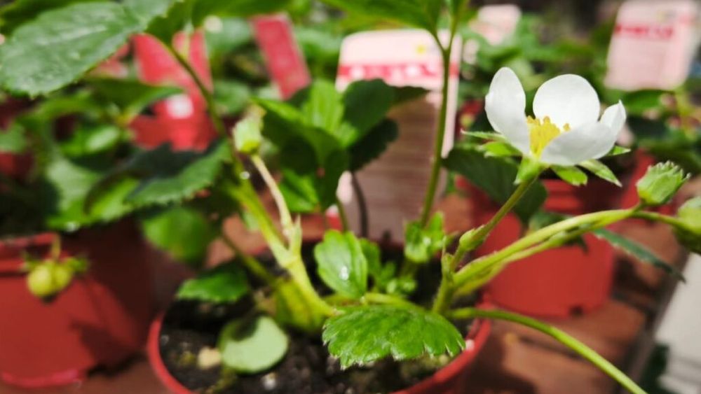 VIDEO | Plante și răsaduri pentru grădină sau balcon într-un magazin specializat din Spania/ De la căpșuni de diferite soiuri la lămâi, kiwi sau smochini