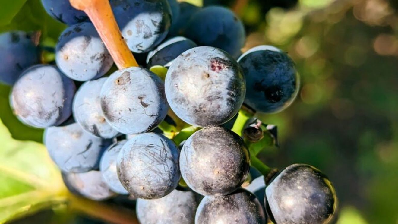 Vinurile din Republica Moldova își extind prezența în China / Peste 2 milioane de sticle vândute și o rețea de 400 de magazine
