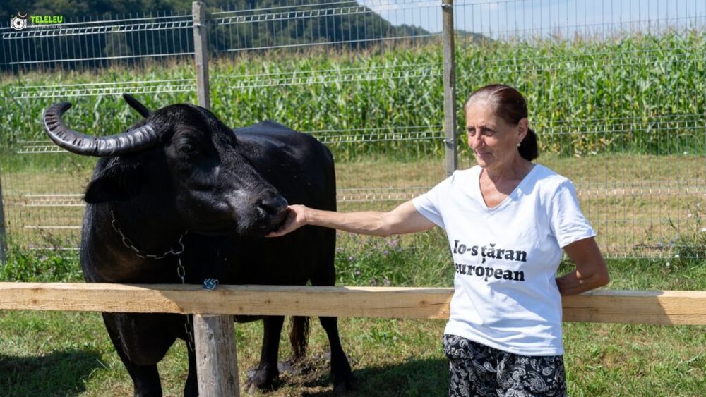FOTO/VIDEO O  alternativă rentabilă la creșterea vitelor /„Festivalul bivolului”, între un îndemn și un semnal de alarmă