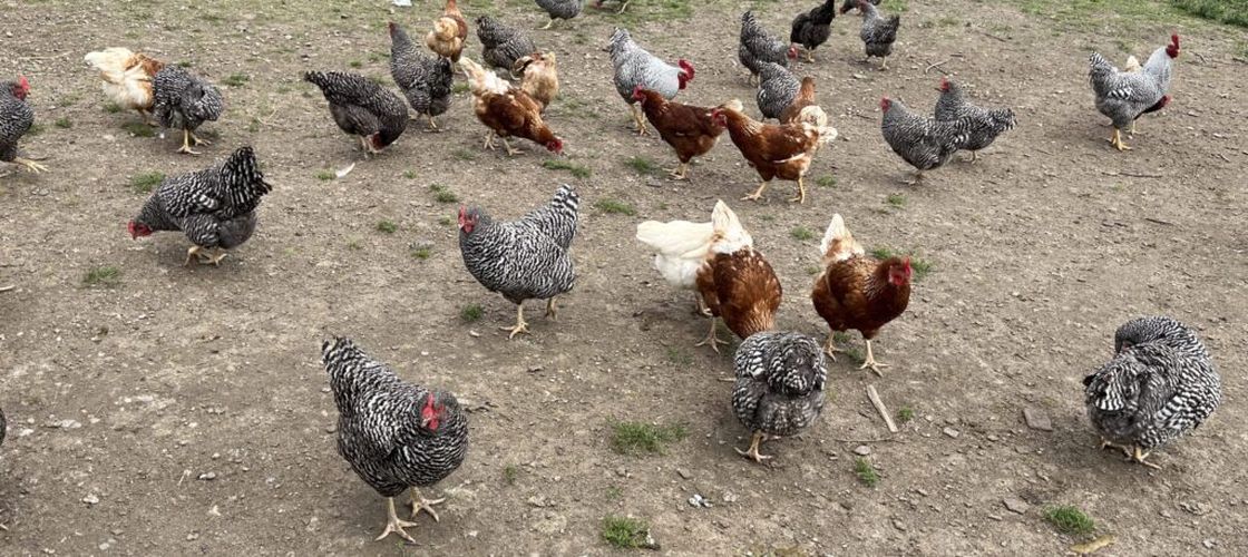 ANSVSA: Campania europeană #NoBirdFlu ajunge în România. Reguli stricte de biosecuritate pentru micii crescători de păsări