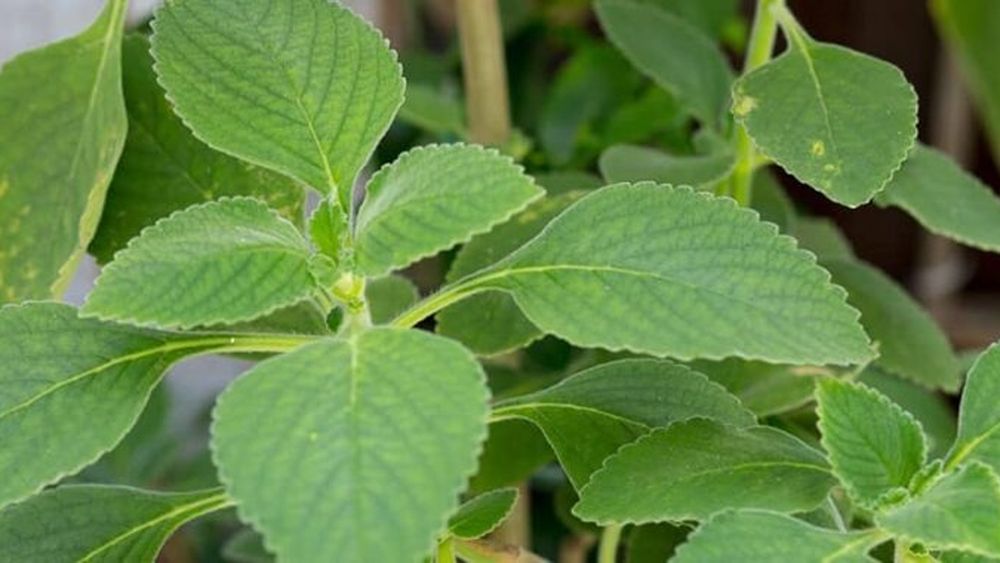 Ce ceaiuri ar trebui să bei înainte de culcare pentru a-ți curăța ficatul gras. Boldo este numită și „planta ficatului”