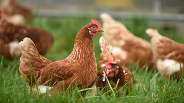 Înghețată pentru găini? Soluția ingenioasă folosită de fermieri pentru a răcori păsările în timpul caniculei