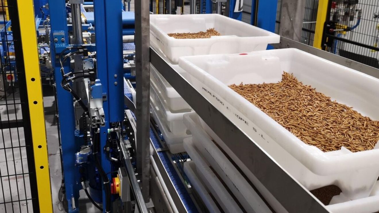 A început construcția celei mai mari ferme de insecte din lume, în Spania. Va produce inclusiv proteine și lipide pentru hrana animalelor de companie