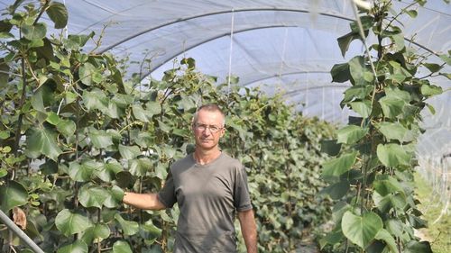 Plantele de kiwi crescute în ghiveci, tot mai cerute/Un cultivator din Italia explică de unde sunt cele mai multe cereri