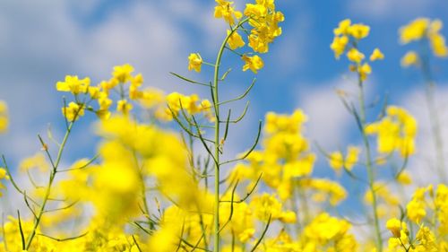 Larvele din silicvele de rapiță: Este eficient tratamentul chimic în această etapă? / Specialiștii spun că eficiența acestor intervenții este limitată