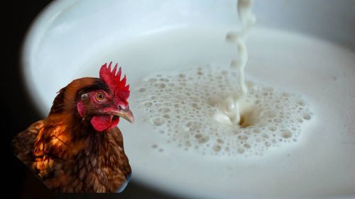 SUA impune testarea laptelui crud pentru a preveni răspândirea gripei aviare / Decizia vine în contextul unei epidemii rapide ce a afectat peste 700 de ferme de lactate din America