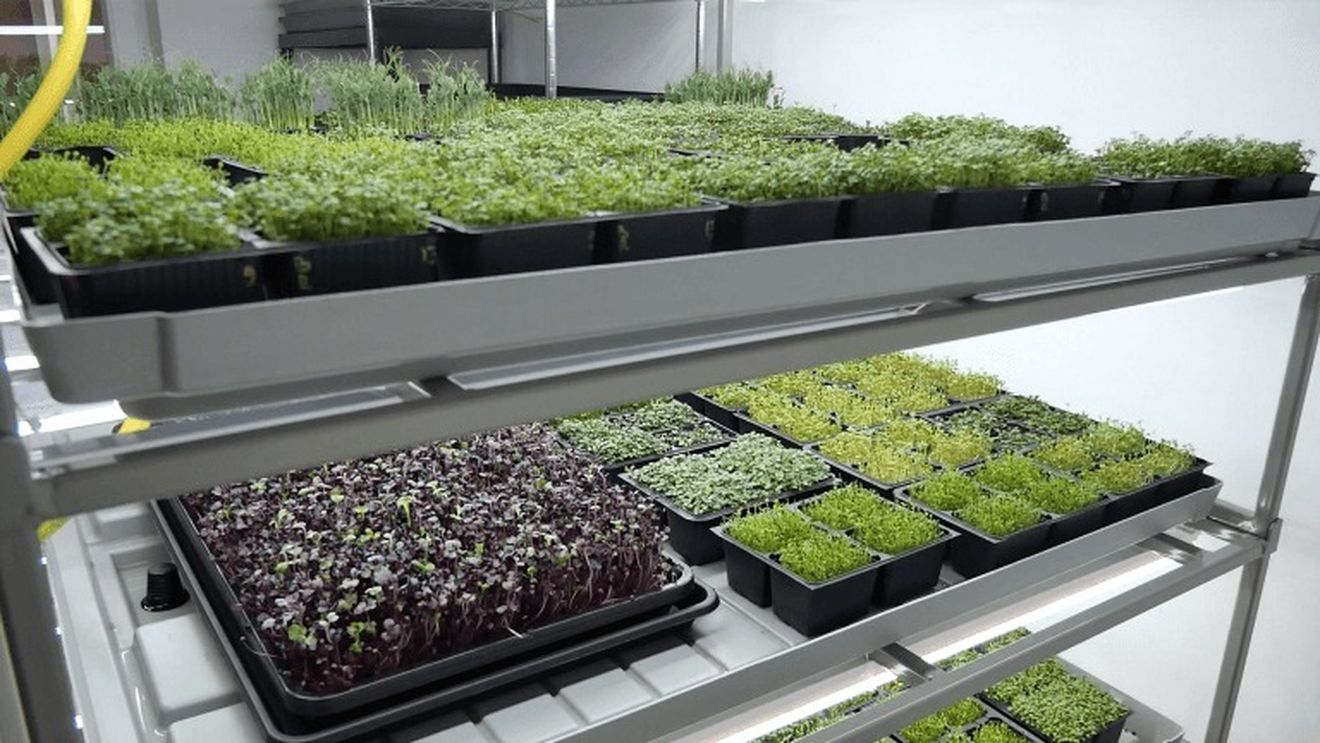 VIDEO | Afacere inedită: Doi tineri din Cluj cresc microplante pe verticală, pe muzică de Mozart