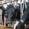Cât costă o junincă Holstein cu pedigree, în Irlanda/ Încrederea în sectorul laptelui este cea care susține piața
